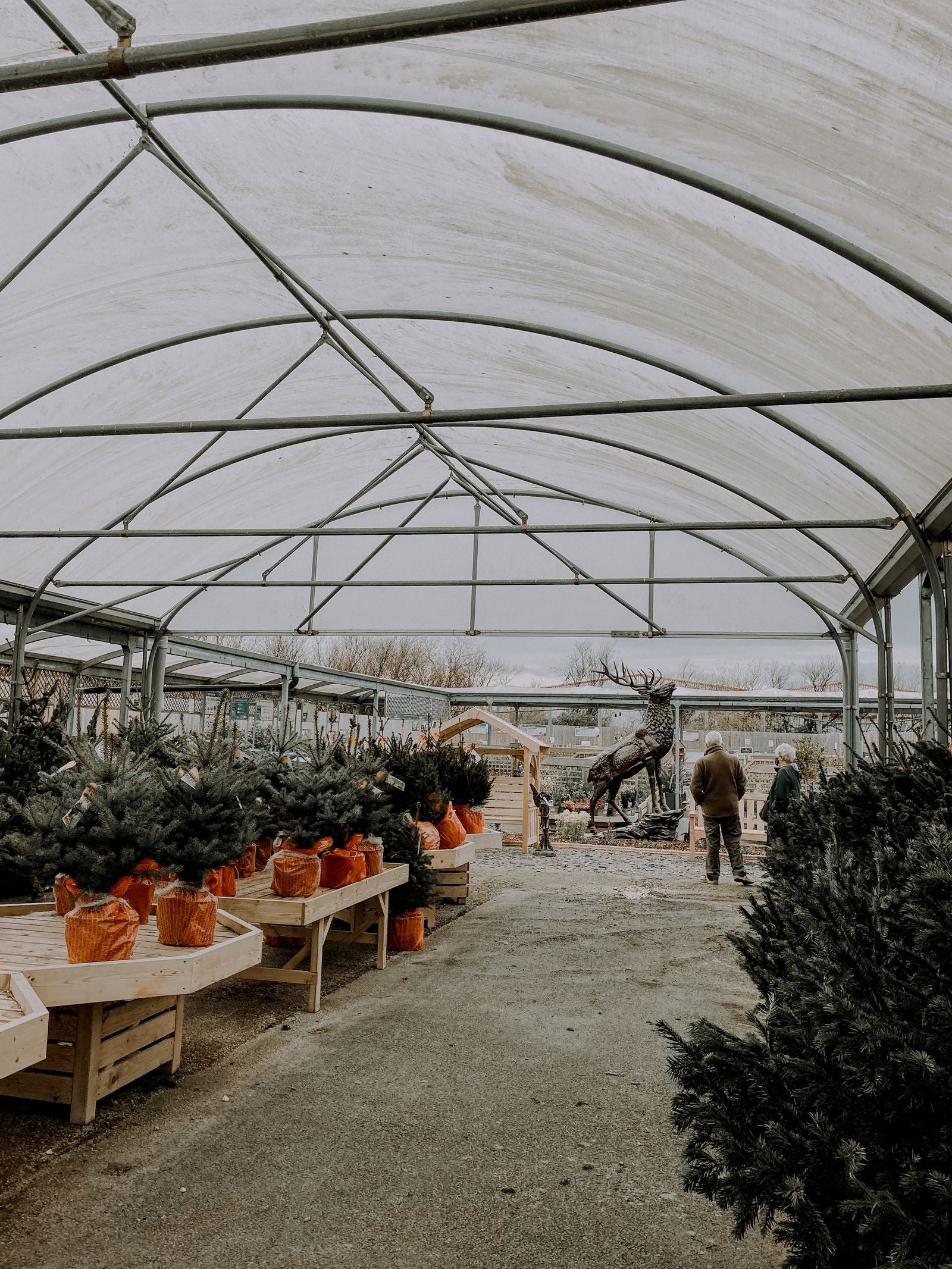 Christmas trees